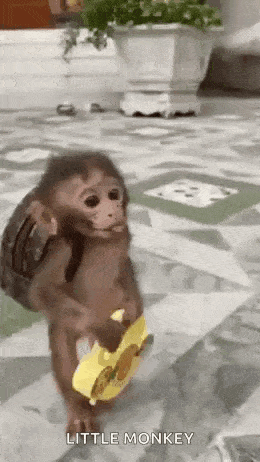 Giantsbetta Small Monkey GIF