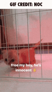 Gif GIF