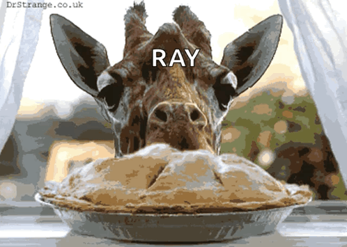 Giraffe Pie GIF