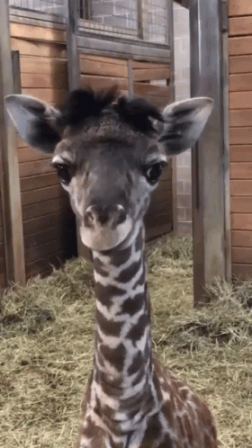 Giraffe Tongue Out GIF