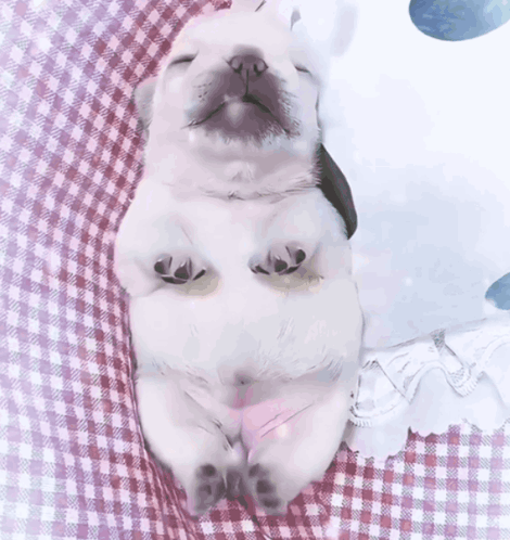 Gmail Pibble GIF