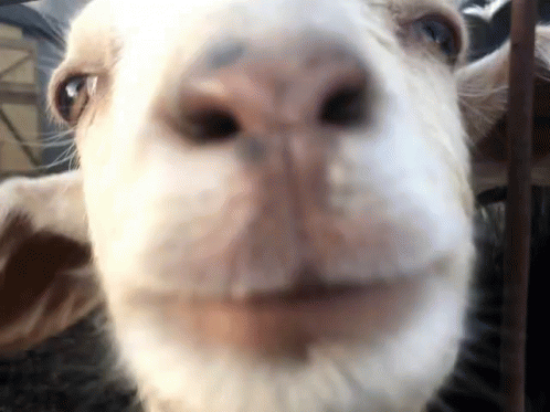 Goat Baby GIF