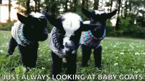 Goat Baby Goats GIF