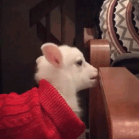 Goat Bite Baby Goat GIF