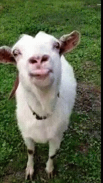 Goat Goat Lick GIF