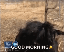 Goat Goats GIF
