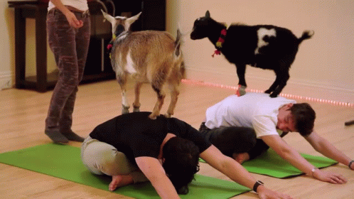 Goat Goats GIF