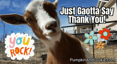 Goat Goats GIF