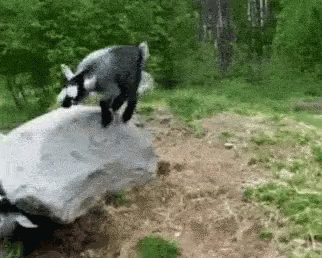 Goat Goats GIF