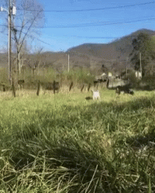 Goat Happy GIF