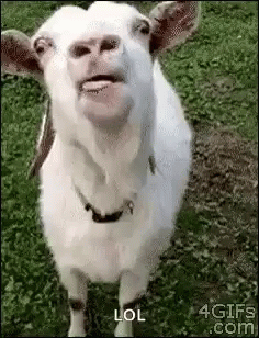 Goat Lick GIF