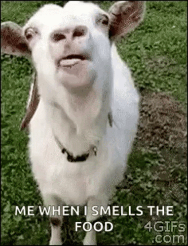 Goat Lick GIF