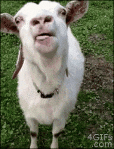 Goat Tongue Out GIF