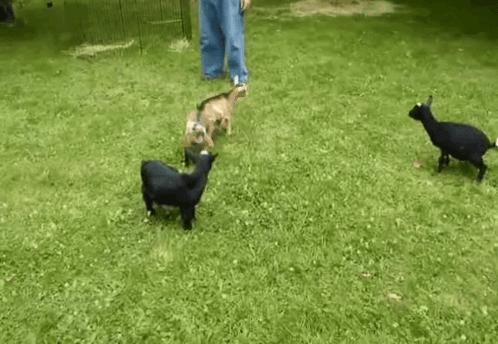 Goat GIF