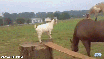 Goats. GIF