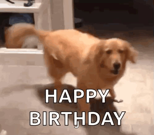 Golden Retriever Dog GIF