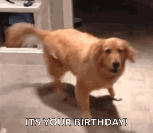 Golden Retriever Dog GIF
