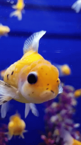 Goldfish Bloop GIF