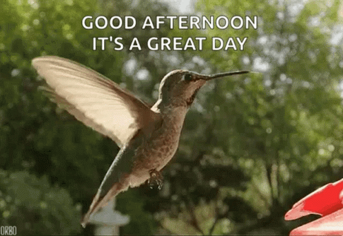 Good Afternoon Great Day GIF