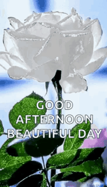 Good Afternoon Rollygifs GIF