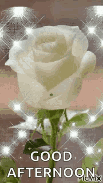 Good Afternoon Rollygifs GIF
