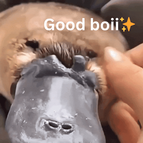 Good Boi Good Boi Platypus GIF