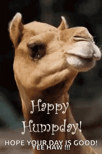 Good Morning GIF