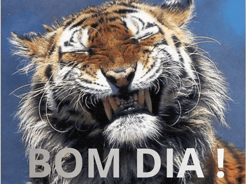 Good Morning Bom Dia GIF