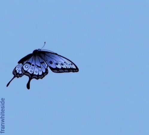 Good Morning Butterfly And Daisies GIF