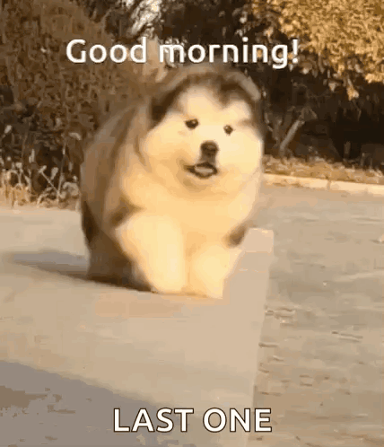 Good Morning GIF