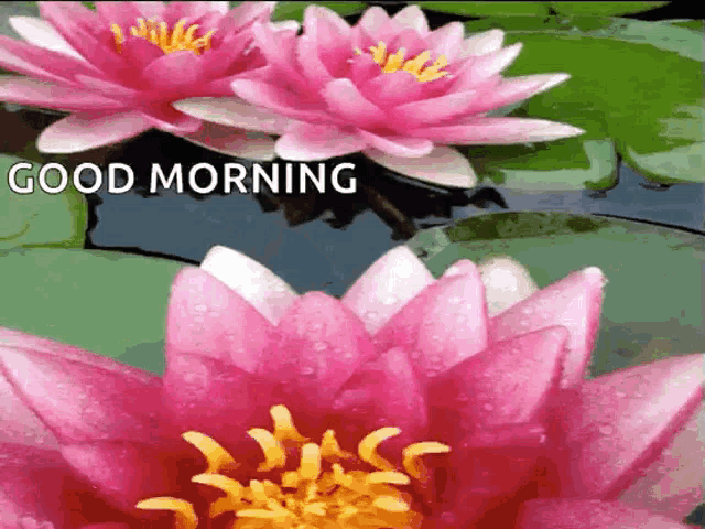 Good Morning Flowers GIF