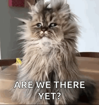 Good Morning Funny Animals GIF