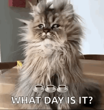 Good Morning Funny Animals GIF