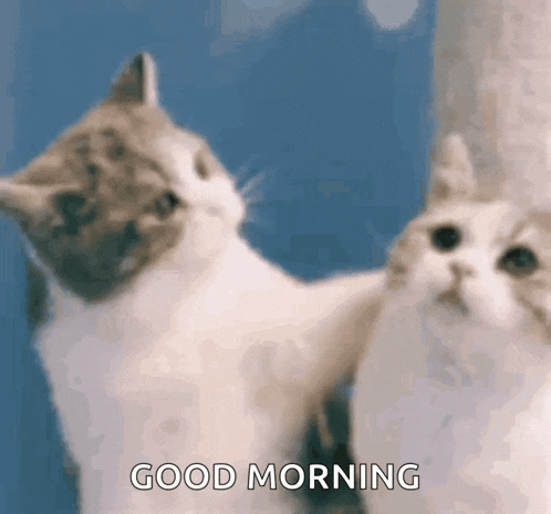 Good Morning Good Morning Love GIF