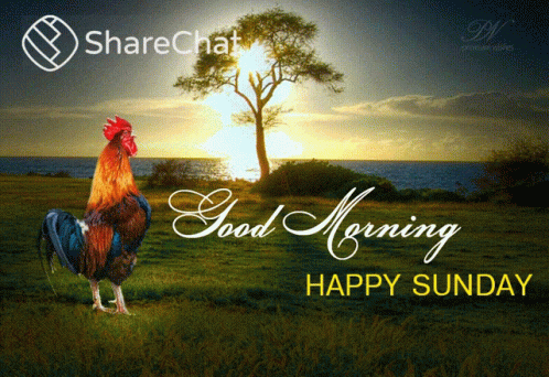 Good Morning Happy Sunday GIF