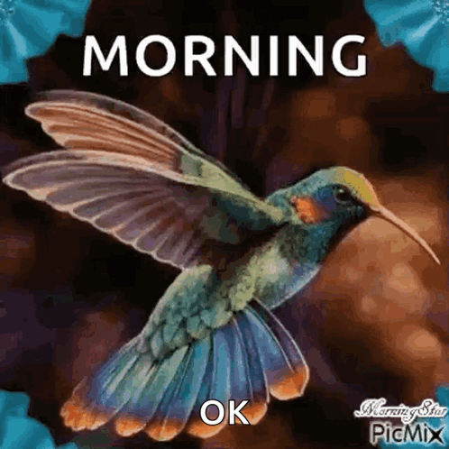 Good Morning Humming Bird GIF