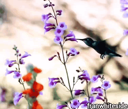 Good Morning Hummingbird And Purple Flowers GIF