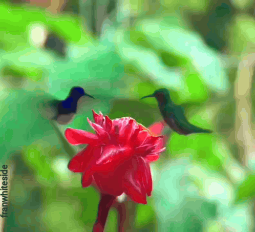 Good Morning Hummingbirds And Red Flower GIF