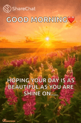 Good Morning GIF