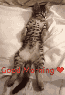 Good Morning GIF