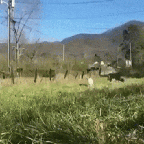Good Morning GIF