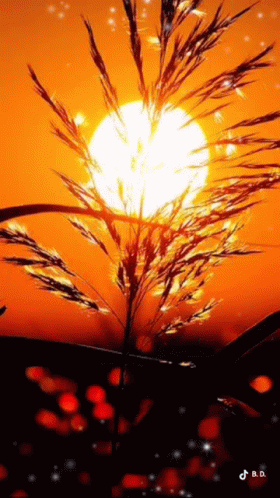 Good Morning Sunrise GIF