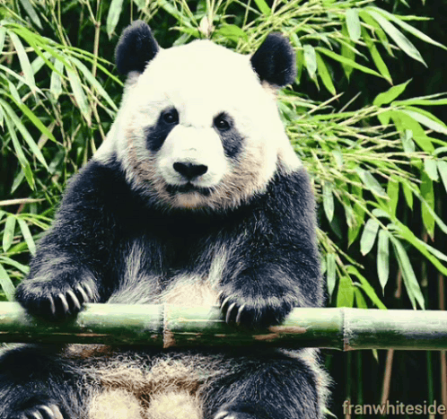 Good Morning Waving Panda GIF