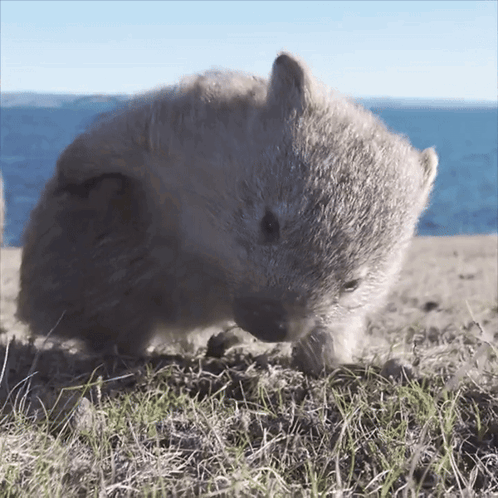 Good Morning Wombat GIF