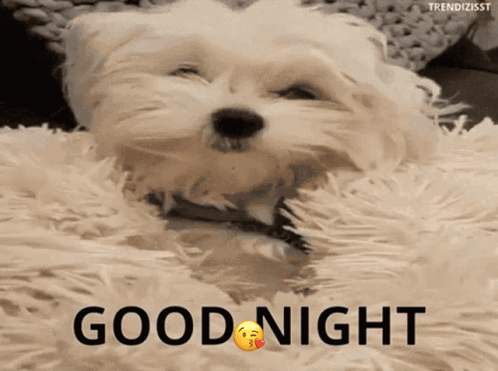 Good Night Cute GIF
