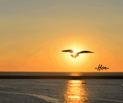 Good Night Honey Sunset GIF