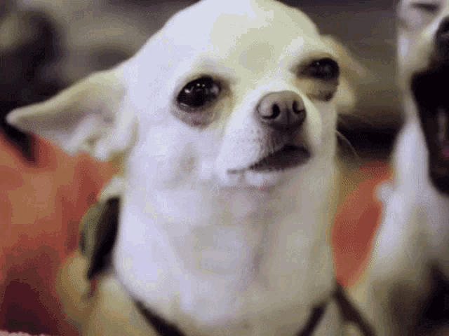 Good Night GIF