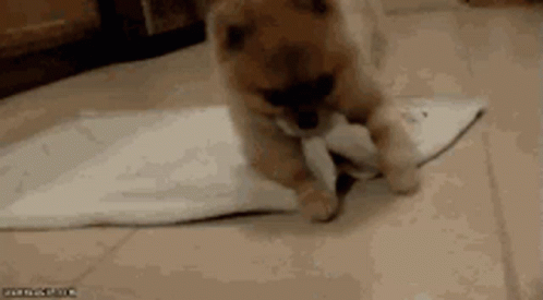 Good Night Roll GIF