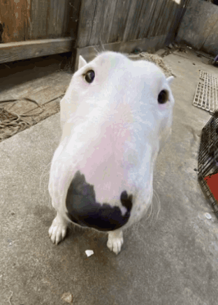 Goofy Ahh Dog Spinning Funny GIF