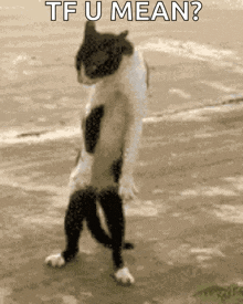 Goofy Ahhh Cat GIF
